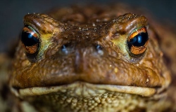 toad eyes